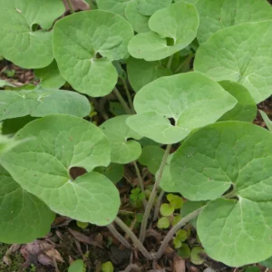100 Wild Ginger Plants Asarum Canadense Bare Root Native Wildflower Perennial - Image 7