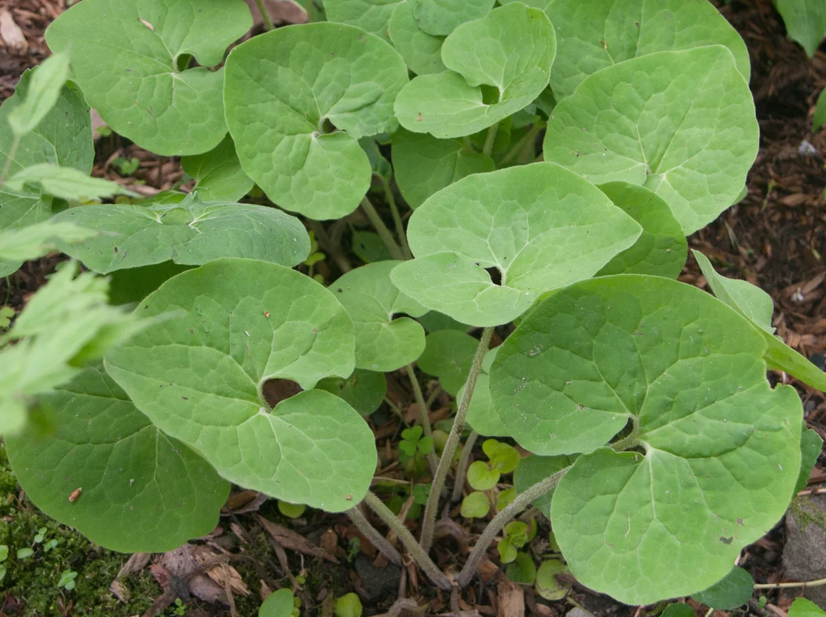 100 Wild Ginger Plants Asarum Canadense Bare Root Native Wildflower Perennial - Image 7
