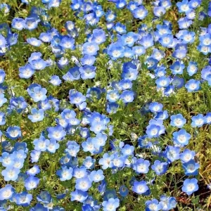 1000+ Baby Blue Eyes Flower Seeds - Drought Tolerant Wildflower Groundcover - Outdoor Annual - Image 4