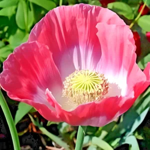 1000 Giant Rattle Poppy Seeds - Papaver Somniferum - Large White Blooms - Image 3