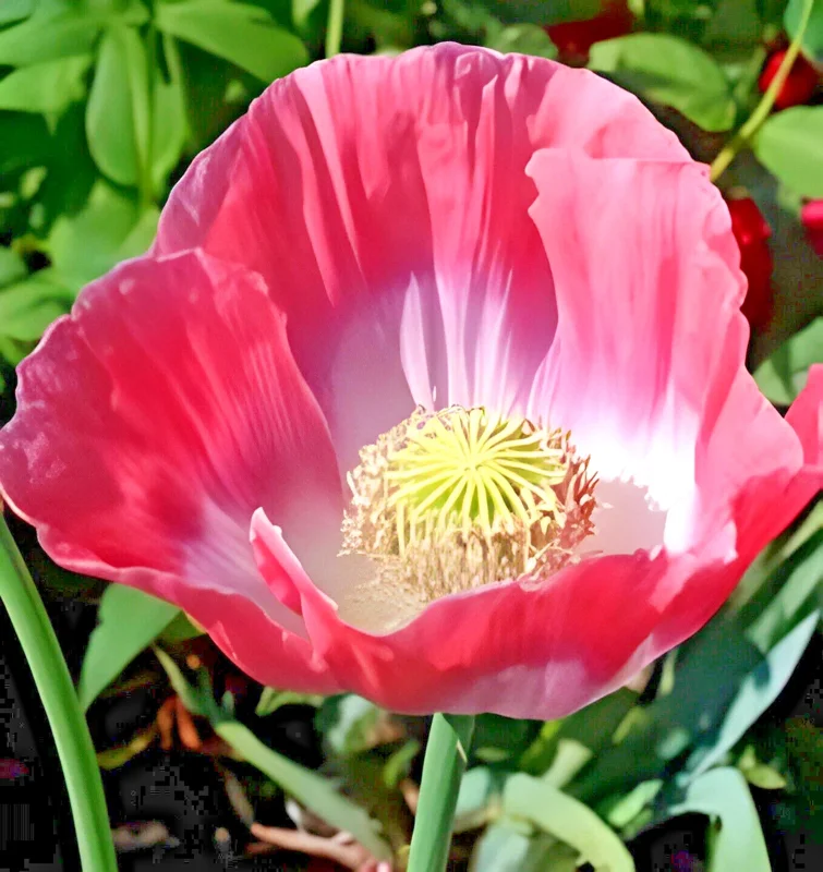 1000 Giant Rattle Poppy Seeds - Papaver Somniferum - Large White Blooms - Image 3