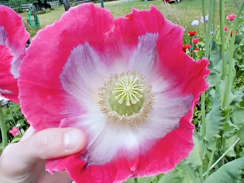 1000 Giant Rattle Poppy Seeds - Papaver Somniferum - Large White Blooms - Image 5