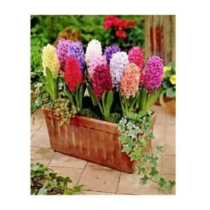 12 Hyacinth Giant Mixture Bulbs - Fragrant Spring Flowering Plants - Image 2