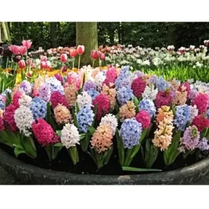 12 Hyacinth Giant Mixture Bulbs - Fragrant Spring Flowering Plants - Image 3