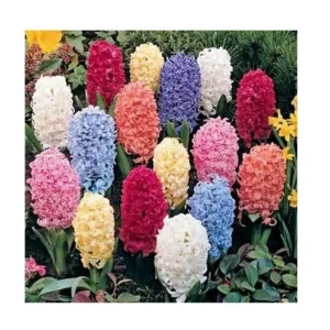 12 Hyacinth Giant Mixture Bulbs - Fragrant Spring Flowering Plants - Image 1