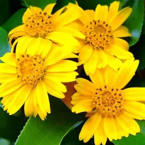 12 Wedelia Trilobata Vine Plant Seeds - Perennial Crawling Flower - Image 1