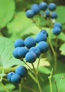 15 Blue Cohosh Bare Root Plants - Caulophyllum Thalictroides Organic Wildflower Perennial - Image 8