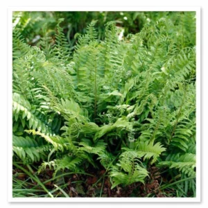 15 Christmas Ferns Bare Root Plants - Polystichum Acrostichoides Native Perennial Evergreen - Image 5