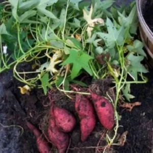 15 Cuban Sweet Potato Slips/Cuttings - Live Edible Plants for Gardening - Image 3