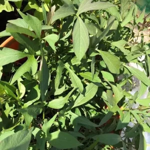 15 Cuban Sweet Potato Slips/Cuttings - Live Edible Plants for Gardening - Image 6