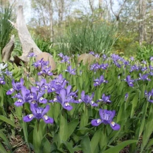 15 Dwarf Crested Iris Plants - Iris Cristata Bare Root Wildflower for Shade Garden - Image 5