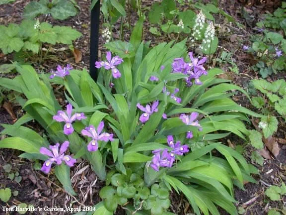 15 Dwarf Crested Iris Plants - Iris Cristata Bare Root Wildflower for Shade Garden - Image 6