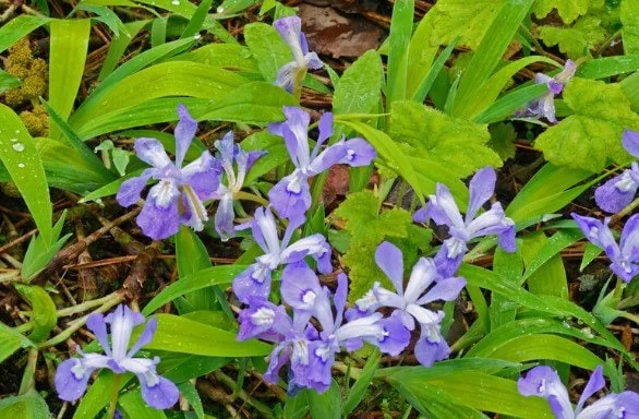 15 Dwarf Crested Iris Plants - Iris Cristata Bare Root Wildflower for Shade Garden - Image 9