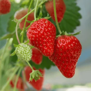 15 Earliglow Strawberry Plants - Bare Root, Early June-Bearing, Sweet Berries - Image 1