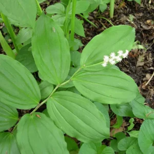 15 False Solomon's Seal Bare Root Plants - Maianthemum Racemosum Wildflower - Image 1