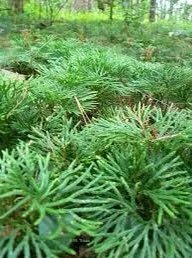 15 Fan Clubmoss Bare Roots - Lycopodium Complanatum Evergreen Ground Cover Plant - Image 3