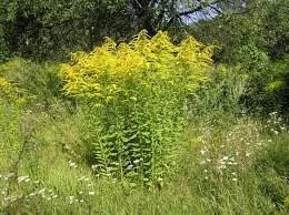 15 Goldenrod Bare Root Plants - Native Wildflower, Monarch Butterfly Favorite - Image 4