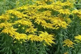 15 Goldenrod Bare Root Plants - Native Wildflower, Monarch Butterfly Favorite - Image 5