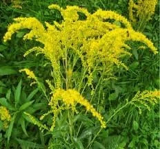 15 Goldenrod Bare Root Plants - Native Wildflower, Monarch Butterfly Favorite - Image 6