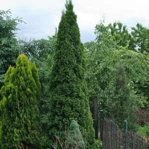 15 Green Giant Arborvitae Live Plants – 6-12