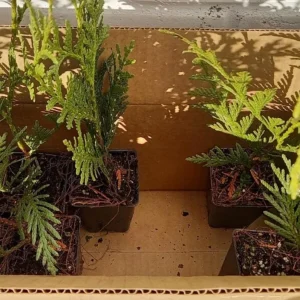 15 Green Giant Arborvitae Live Plants – 6-12