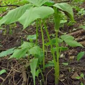 15 Jack In The Pulpit Bare Root Plants - Arisaema Triphyllum for Shade Gardens - Image 2