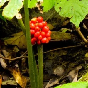 15 Jack In The Pulpit Bare Root Plants - Arisaema Triphyllum for Shade Gardens - Image 5