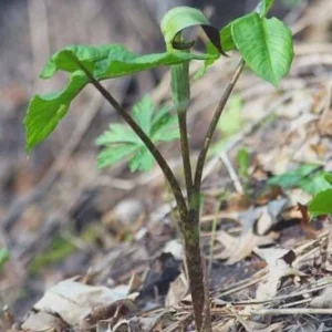 15 Jack In The Pulpit Bare Root Plants - Arisaema Triphyllum for Shade Gardens - Image 8