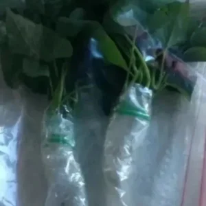 15 Okinawa Purple Sweet Potato Slips - Organic Cuttings for Planting - Image 7