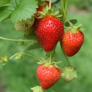 15 Sparkle Strawberry Bare Root Plants – June-Bearing, Sweet Berries, Zones 3-8 - Image 1