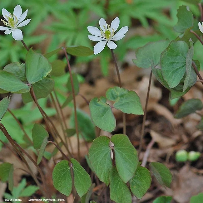15 Twinleaf Jeffersonia Diphylla Bare Root Plants - Organic Wildflower - Image 3