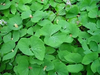15 Twinleaf Jeffersonia Diphylla Bare Root Plants - Organic Wildflower - Image 6
