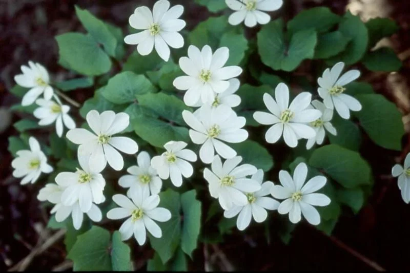 15 Twinleaf Jeffersonia Diphylla Bare Root Plants - Organic Wildflower - Image 8