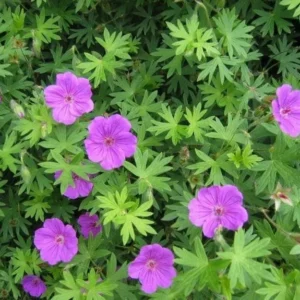 15 Wild Geranium Bare Root Plants - Organic Cranesbill Maculatum - Image 10