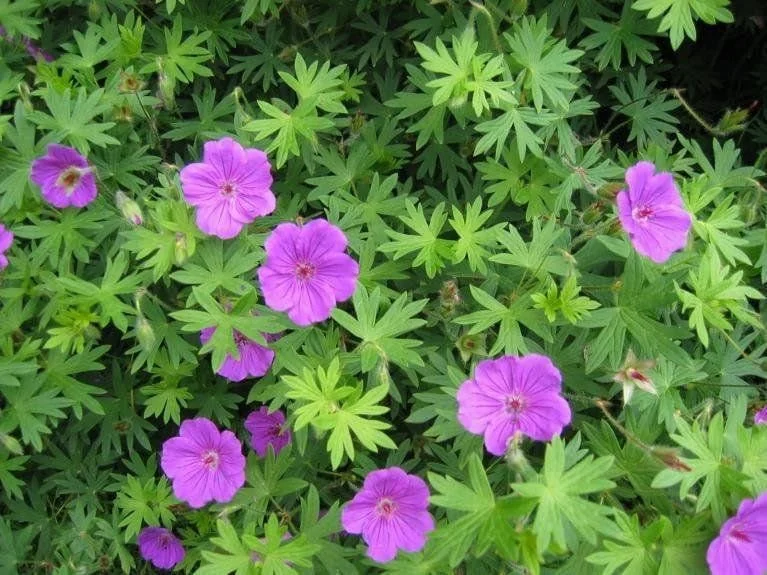 15 Wild Geranium Bare Root Plants - Organic Cranesbill Maculatum - Image 3