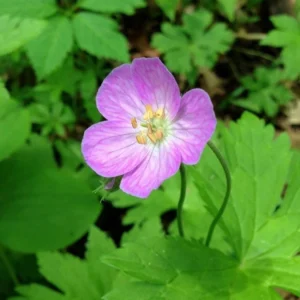 15 Wild Geranium Bare Root Plants - Organic Cranesbill Maculatum - Image 4