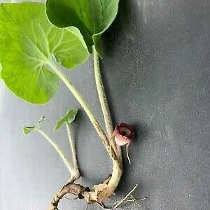 15 Wild Ginger Plants - Asarum Canadense Bare Root Native Perennial - Image 3