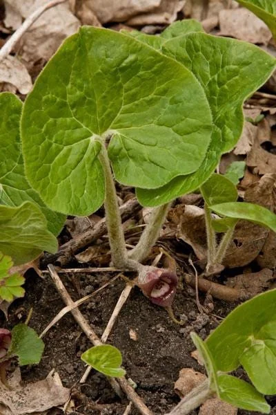 15 Wild Ginger Plants - Asarum Canadense Bare Root Native Perennial - Image 6
