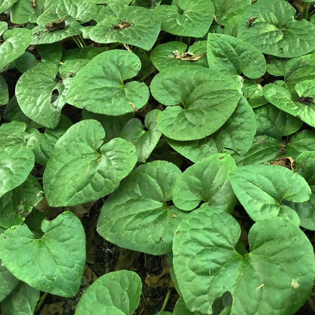 15 Wild Ginger Plants - Asarum Canadense Bare Root Native Perennial - Image 1