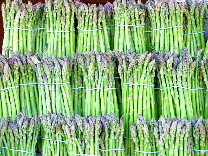 150+ Asparagus Seeds - Perennial Heirloom Vegetable Seeds - Non-GMO Outdoor Garden - Image 3
