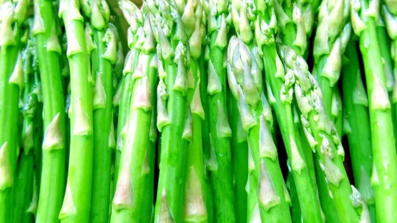 150+ Asparagus Seeds - Perennial Heirloom Vegetable Seeds - Non-GMO Outdoor Garden - Image 4