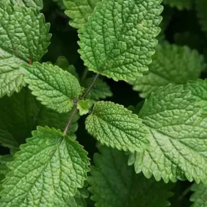 1500 Lemon Balm Citronella Perennial Seeds - Mosquito Repellent Non-GMO - Image 2