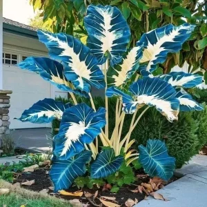 160+ Hosta Seeds - Perennial Shade Plant, Non-GMO, Hardy - Image 6
