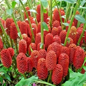 16oz Shampoo Ginger Rhizomes - Zingiber Zerumbet Pine Cone Tropical Ginger Lily - Image 2