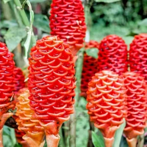 16oz Shampoo Ginger Rhizomes - Zingiber Zerumbet Pine Cone Tropical Ginger Lily - Image 1