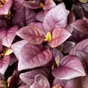 2 Alternanthera Little Ruby Live Plants – Starter 4-6" Tall – Ruby Purple Foliage - Image 2
