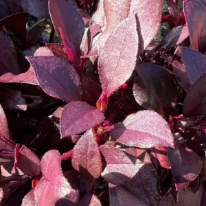 2 Alternanthera Little Ruby Live Plants – Starter 4-6