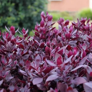 2 Alternanthera Little Ruby Live Plants – Starter 4-6" Tall – Ruby Purple Foliage - Image 1