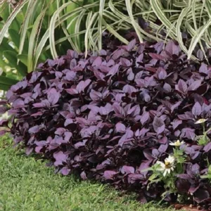 2 Alternanthera Little Ruby Live Plants – Starter 4-6