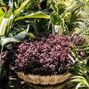 2 Alternanthera Little Ruby Live Plants – Starter 4-6